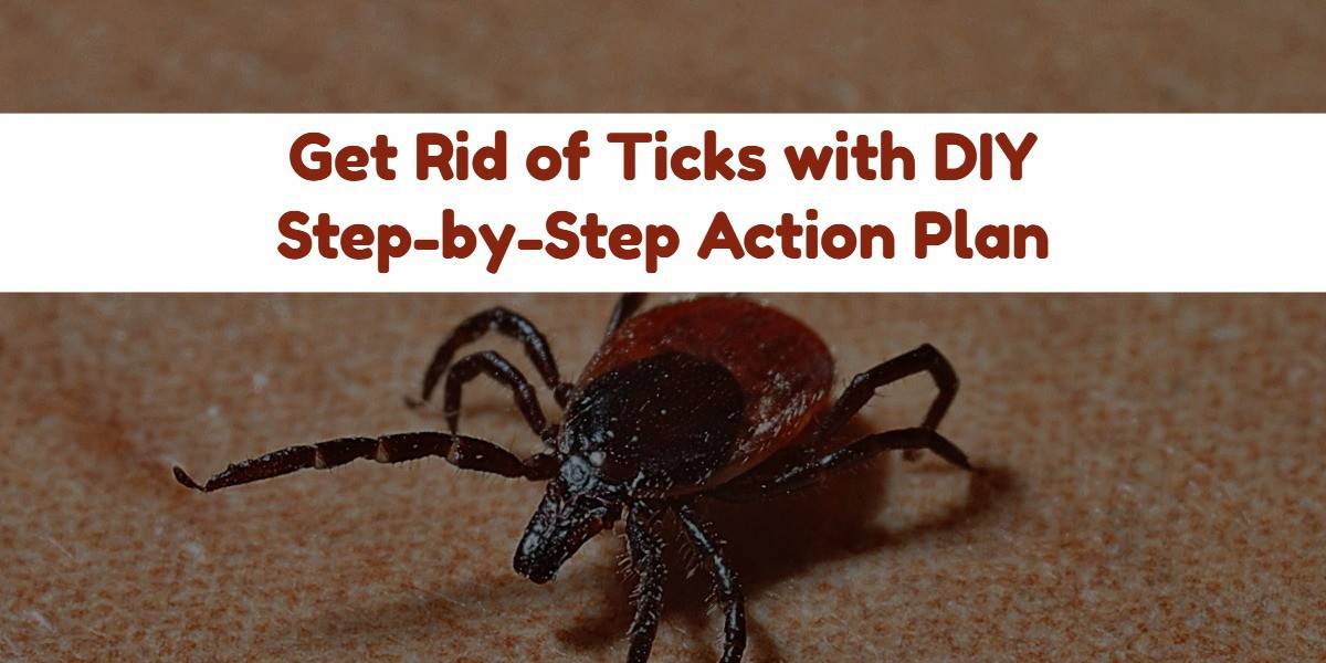 How to get a Tick off a Dog