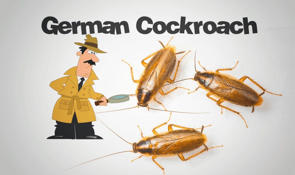 German Cockroach Control Identification & Infestation Info